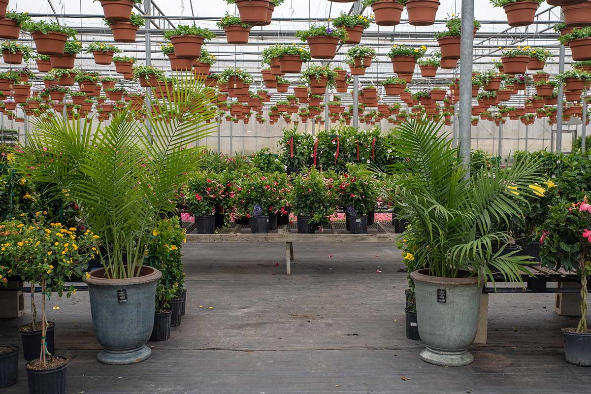 Greenhouse Gallery Clark Farms