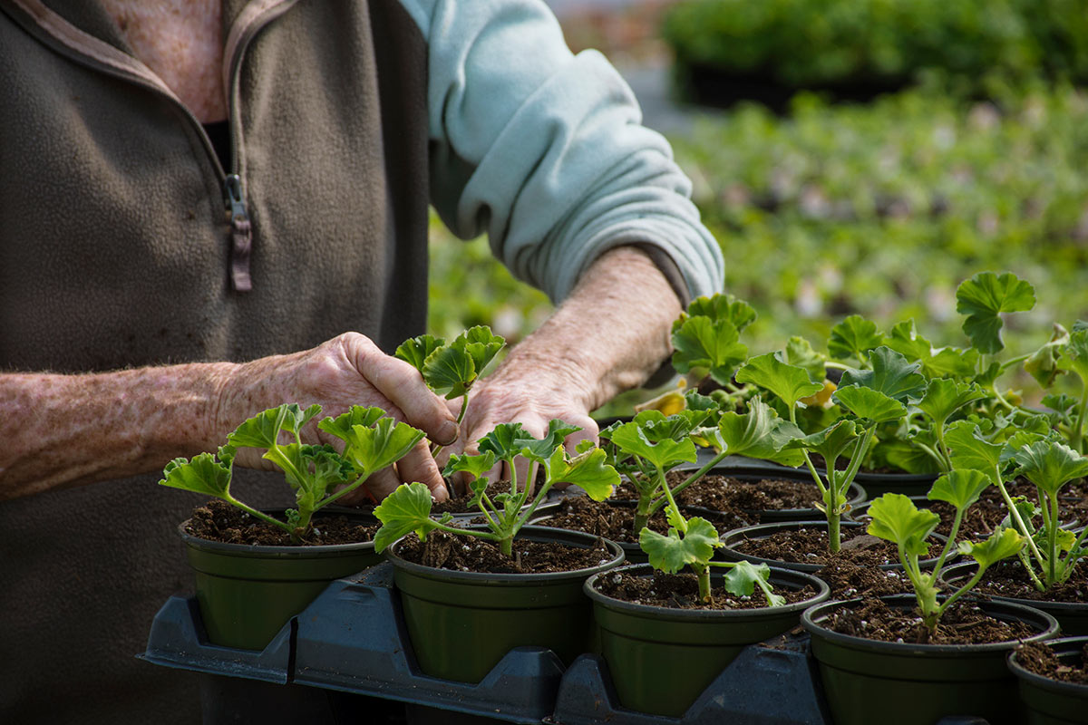 Clark Farms employee tending to plants in Greenhouse