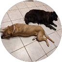 Andrea Ferguson profile picture